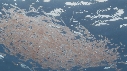 KRILL, CHINCHARD