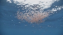 KRILL, CHINCHARD