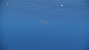 KRILL