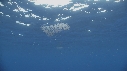 KRILL