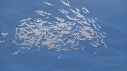KRILL