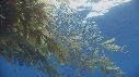 CHINCHARD, KELP