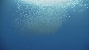 KRILL