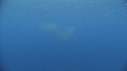 KRILL