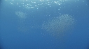 KRILL
