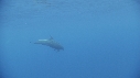 DAUPHINS TURSIOPS