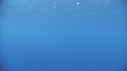 DAUPHINS TURSIOPS, OTARIES