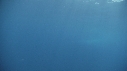 BALEINE BLEUE