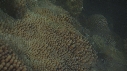 CORAIL, PONTE
