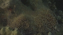 CORAIL, PONTE