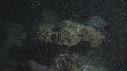 CORAIL, PONTE