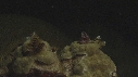 CORAIL, ARBRE DE NOEL