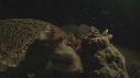CORAIL, ARBRE DE NOEL