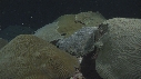 CORAIL
