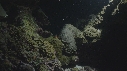 CORAIL CERVEAU, PONTE