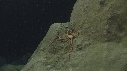 OPHIURE