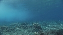 VAGUES