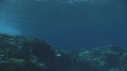 VAGUES