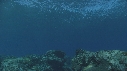VAGUES