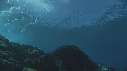 VAGUES