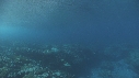 VAGUES