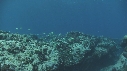 VAGUES, POISSONS