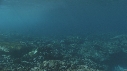VAGUES