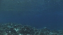 VAGUES