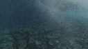 VAGUES