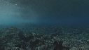 VAGUES