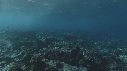 VAGUES, POISSONS