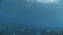 VAGUES