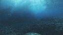 VAGUES