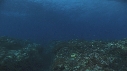 VAGUES