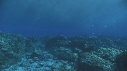 VAGUES