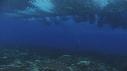 PLONGEUR, VAGUES