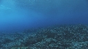 VAGUES