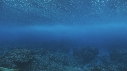 VAGUES