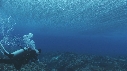 VAGUES, PLONGEUR
