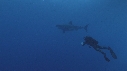 REQUIN BLANC, PLONGEUR