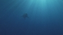 REQUIN BLANC