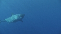 REQUIN BLANC, PLONGEUR