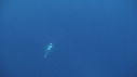 REQUIN BLANC