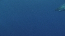 REQUIN BLANC, PLONGEUR