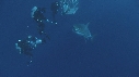 REQUIN BLANC, PLONGEUR, CAGE