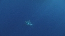 REQUIN BLANC, PLONGEUR