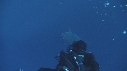 REQUIN BLANC, PLONGEUR