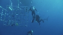 REQUIN BLANC, PLONGEUR