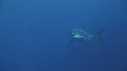 REQUIN BLANC, PLONGEUR