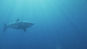 REQUIN BLANC, PLONGEUR